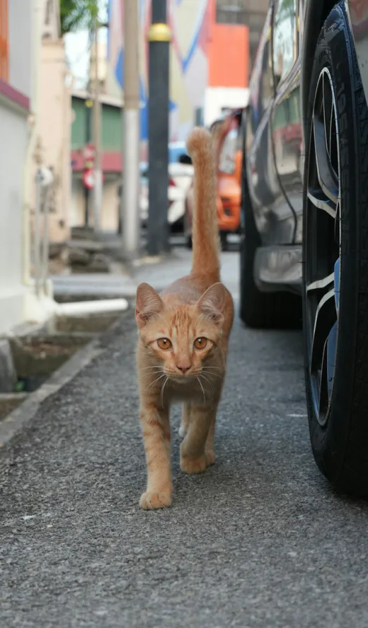 A photo of an orange street cat